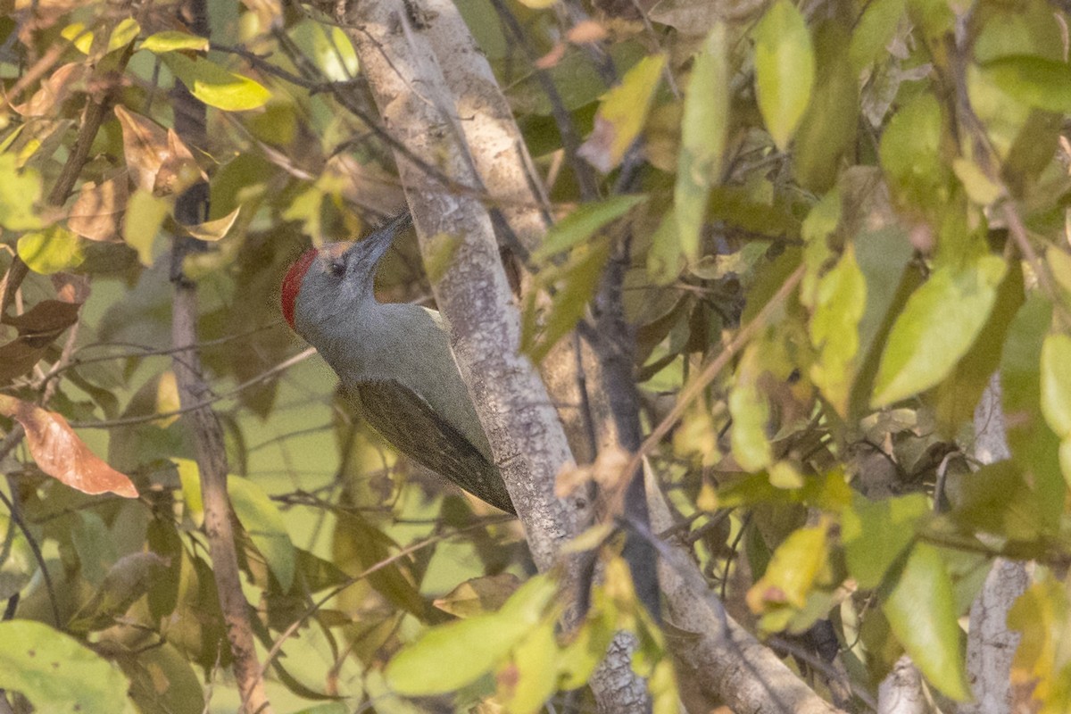 African Gray Woodpecker - ML111015981