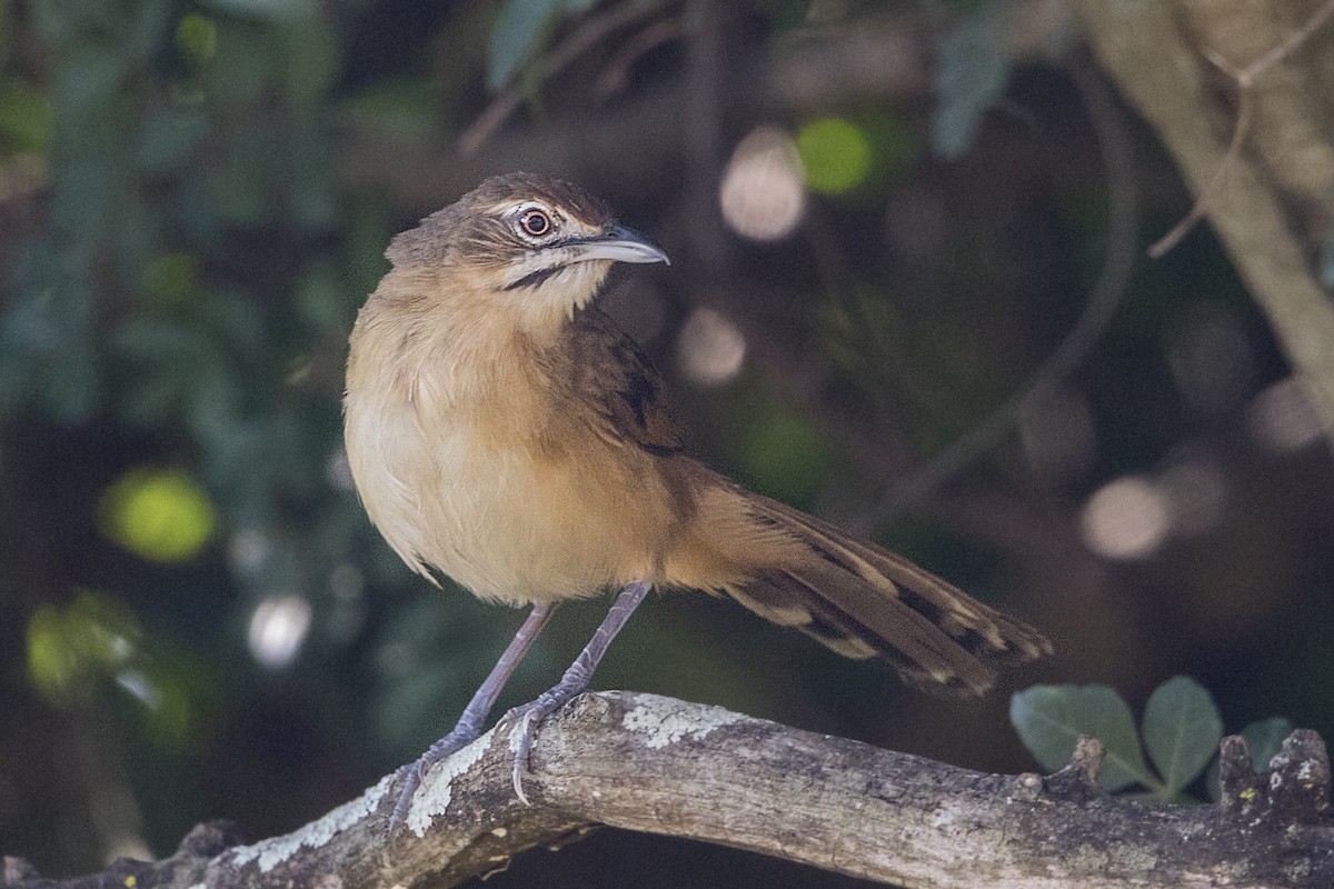 Moustached Grass-Warbler - ML111016481