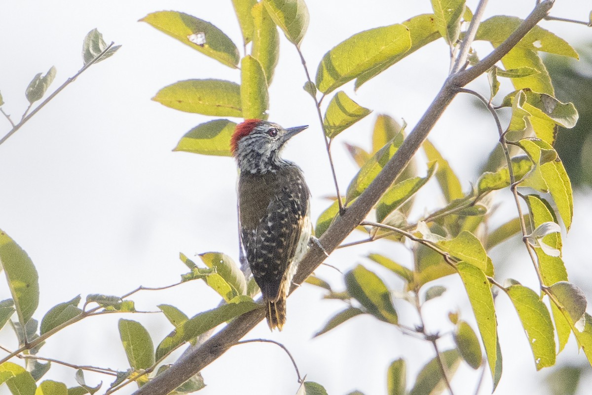 Nubian Woodpecker - ML111016491