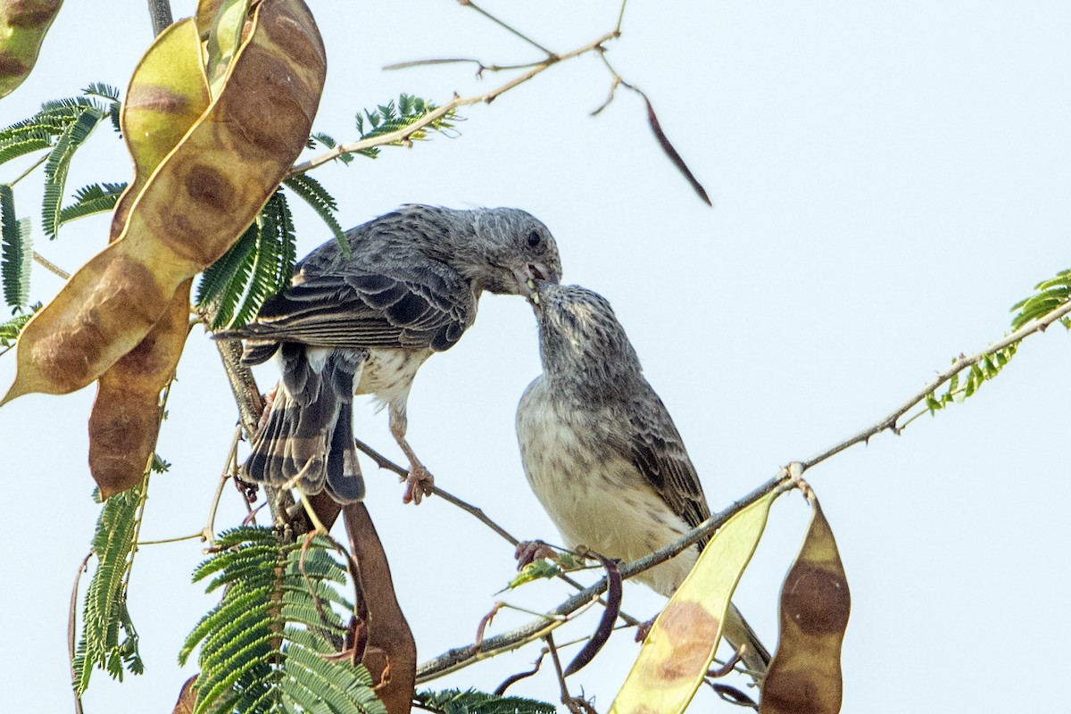 White-rumped Seedeater - ML111017441
