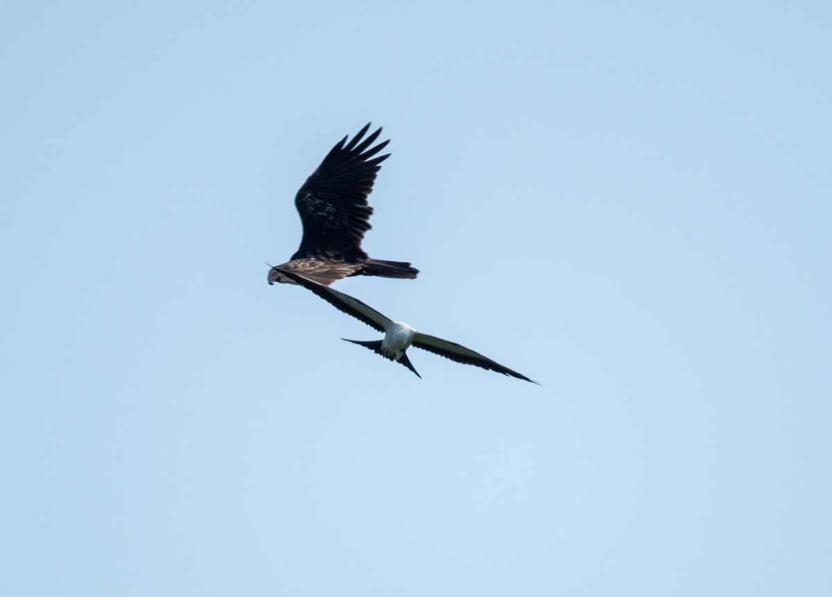 Swallow-tailed Kite - ML111019871