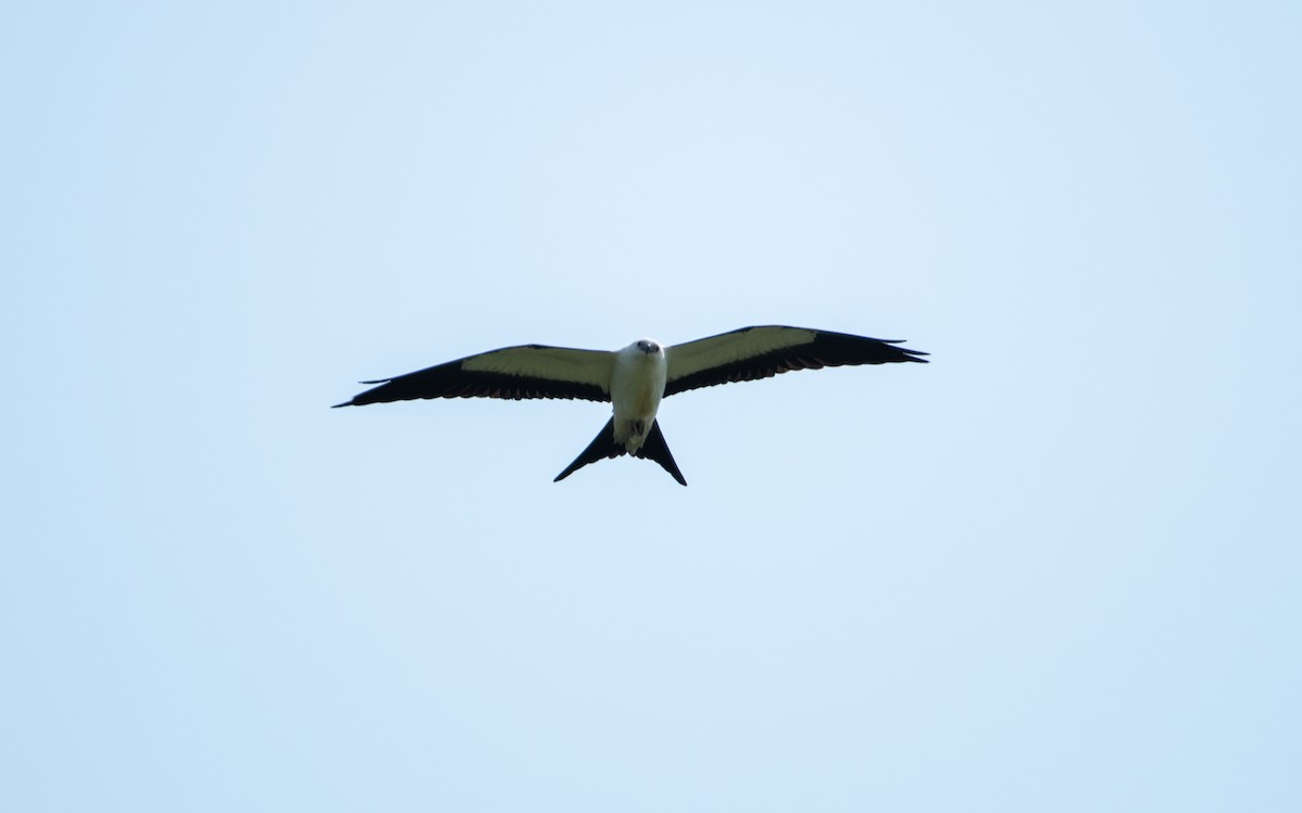 Swallow-tailed Kite - ML111019881
