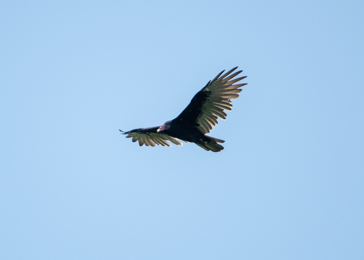 Turkey Vulture - ML111019911