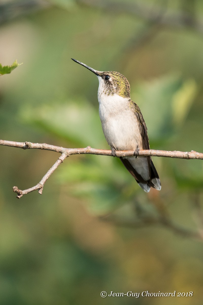 Ruby-throated Hummingbird - Jean Guy Chouinard