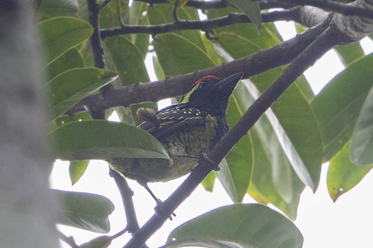 Yellow-spotted Barbet - ML111029571