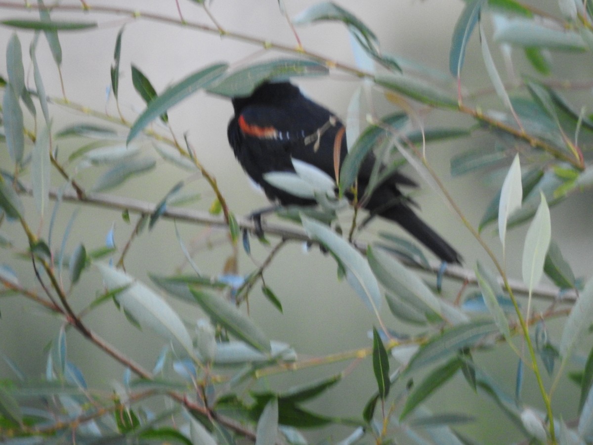 Red-winged Blackbird - Stewart Van Horn 🦤