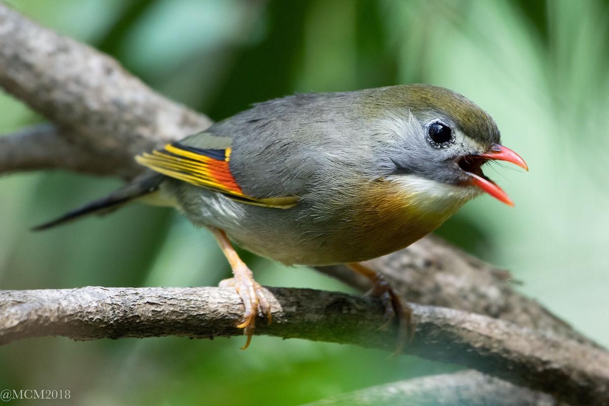 Red-billed Leiothrix - Mary Catherine Miguez