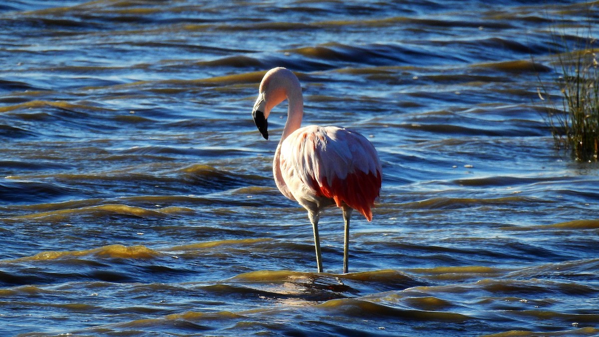 Chilean Flamingo - Pablo Alejandro Pla