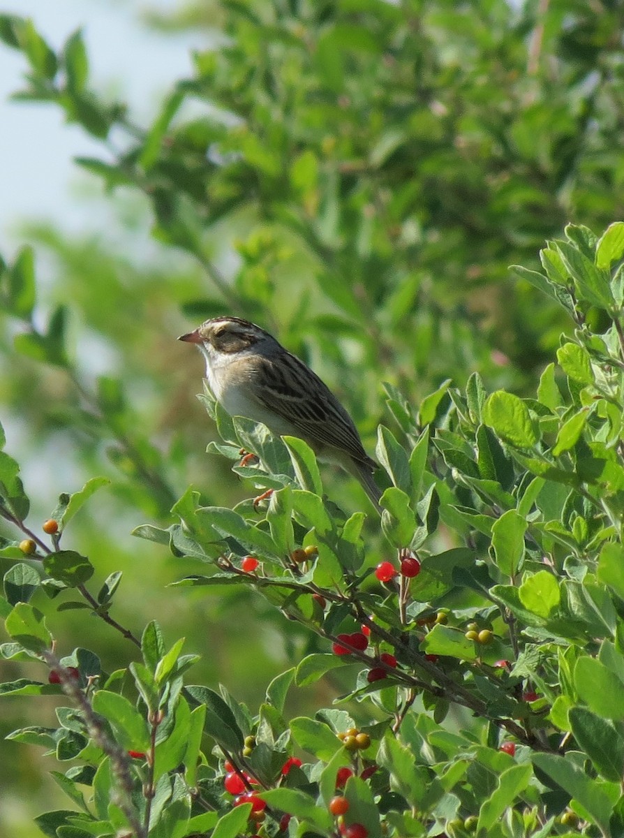 Clay-colored Sparrow - ML111033831