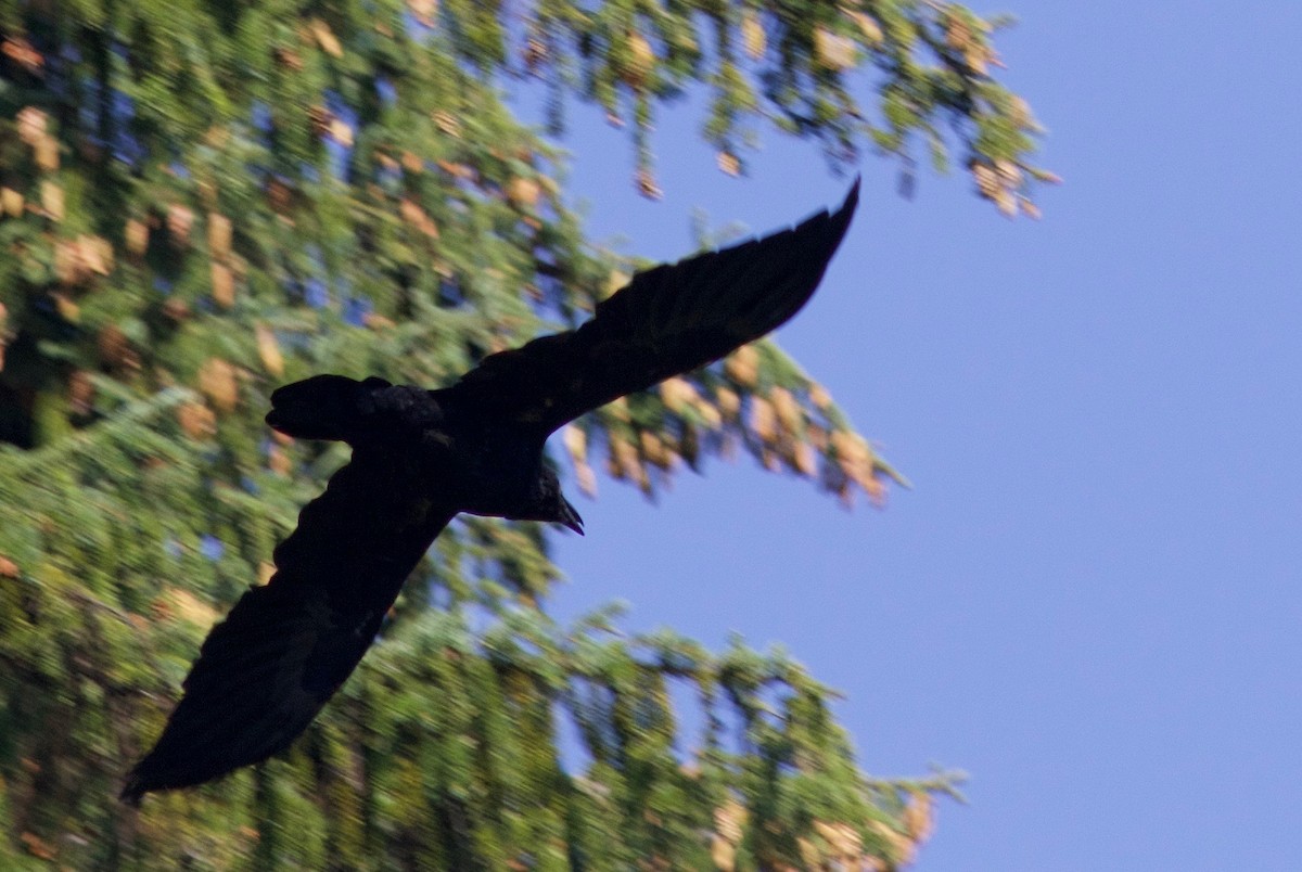 Common Raven - ML111034151