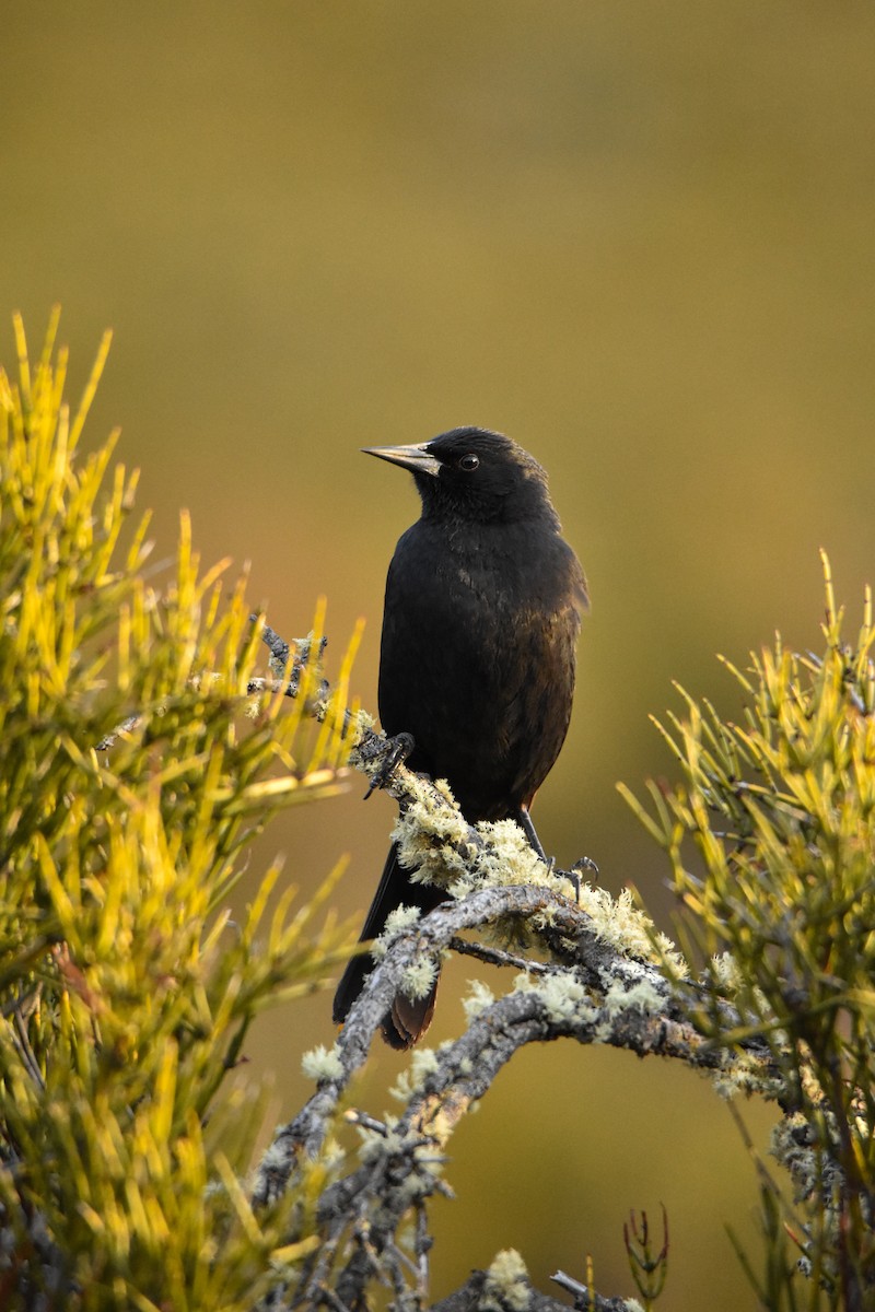 Austral Blackbird - Hederd Torres García