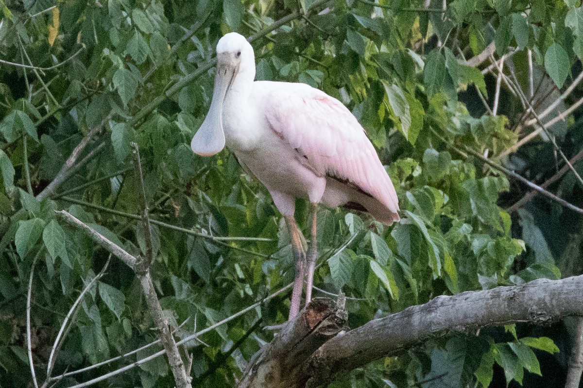 Roseate Spoonbill - Evelyn Ralston