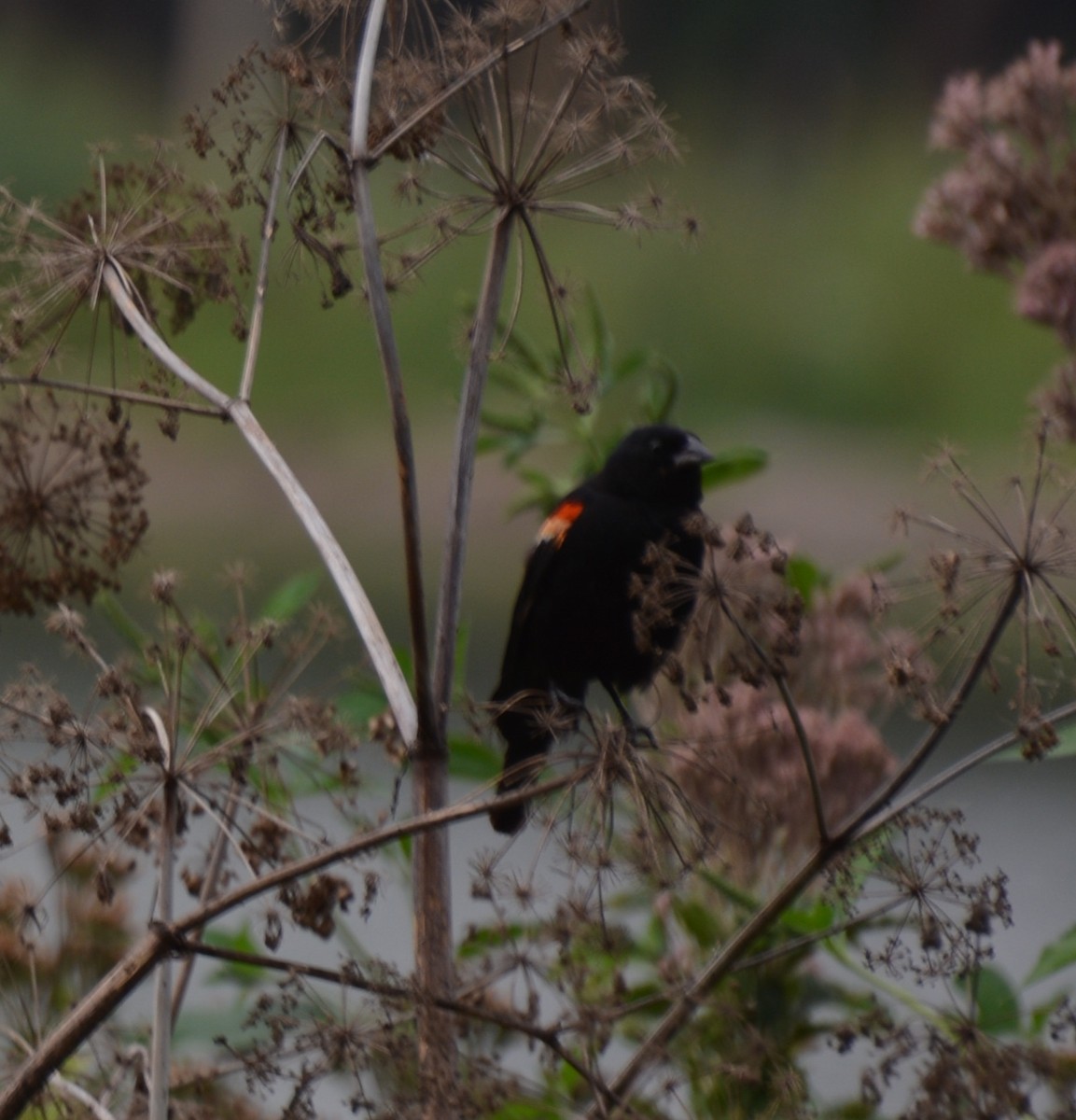 Red-winged Blackbird - Shawn Goodchild