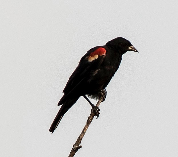 Red-winged Blackbird - Estela Quintero-Weldon