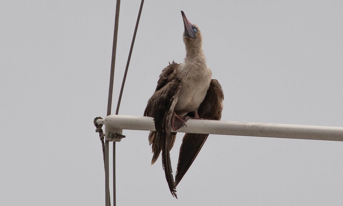 Red-footed Booby - ML111040971