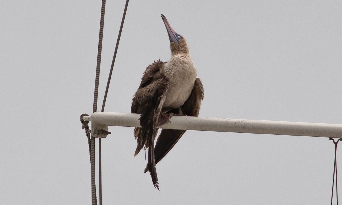 Red-footed Booby - Paul Fenwick