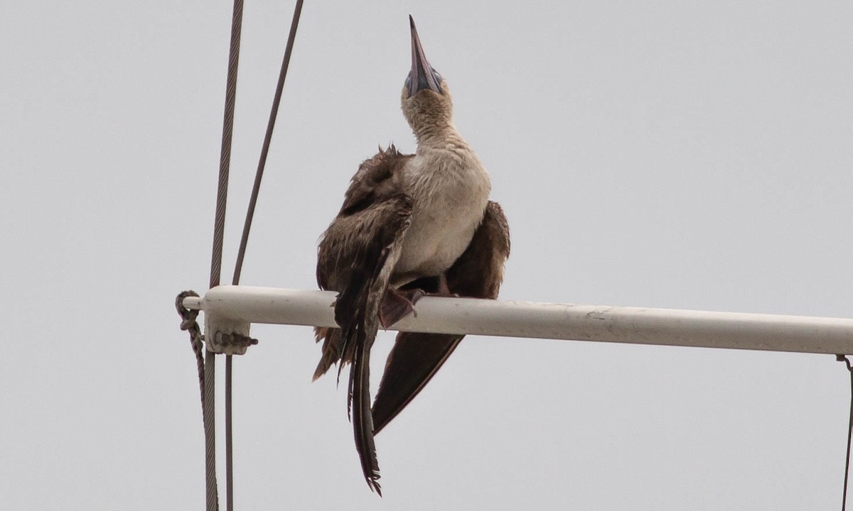 Red-footed Booby - ML111040991