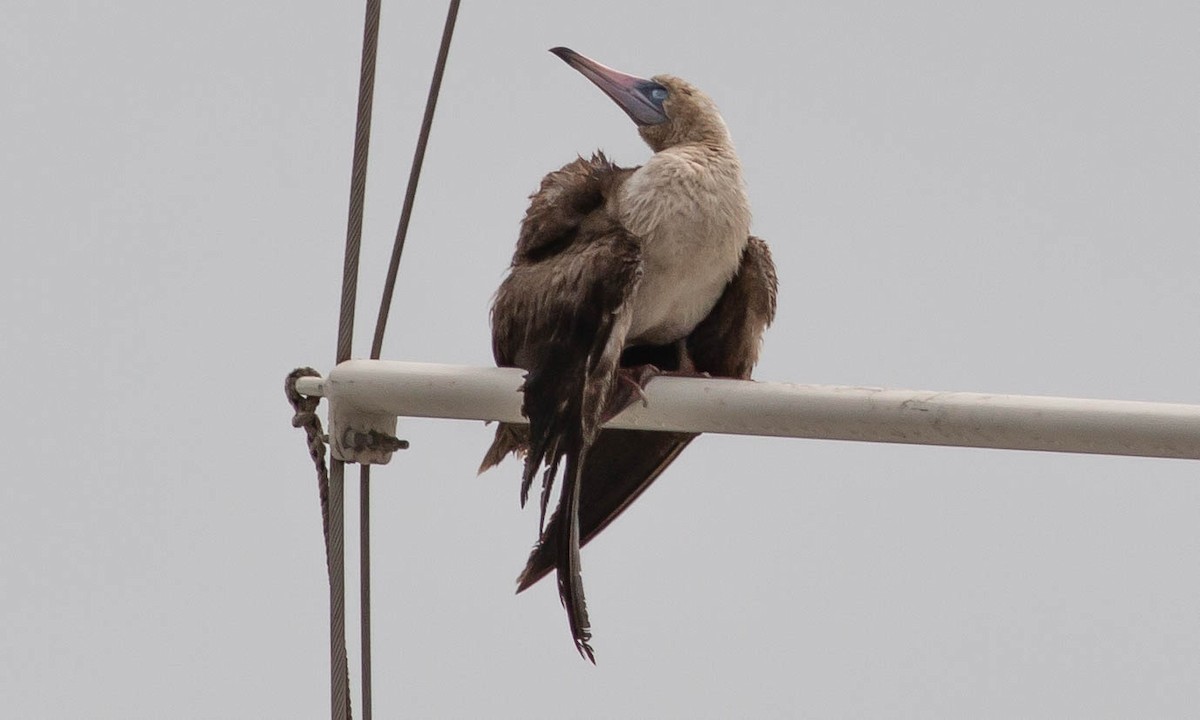 Red-footed Booby - ML111041001