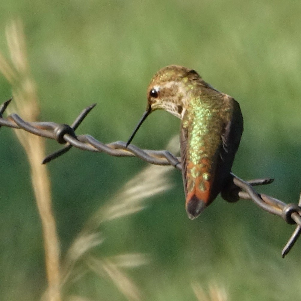 Rufous Hummingbird - Doug Swartz