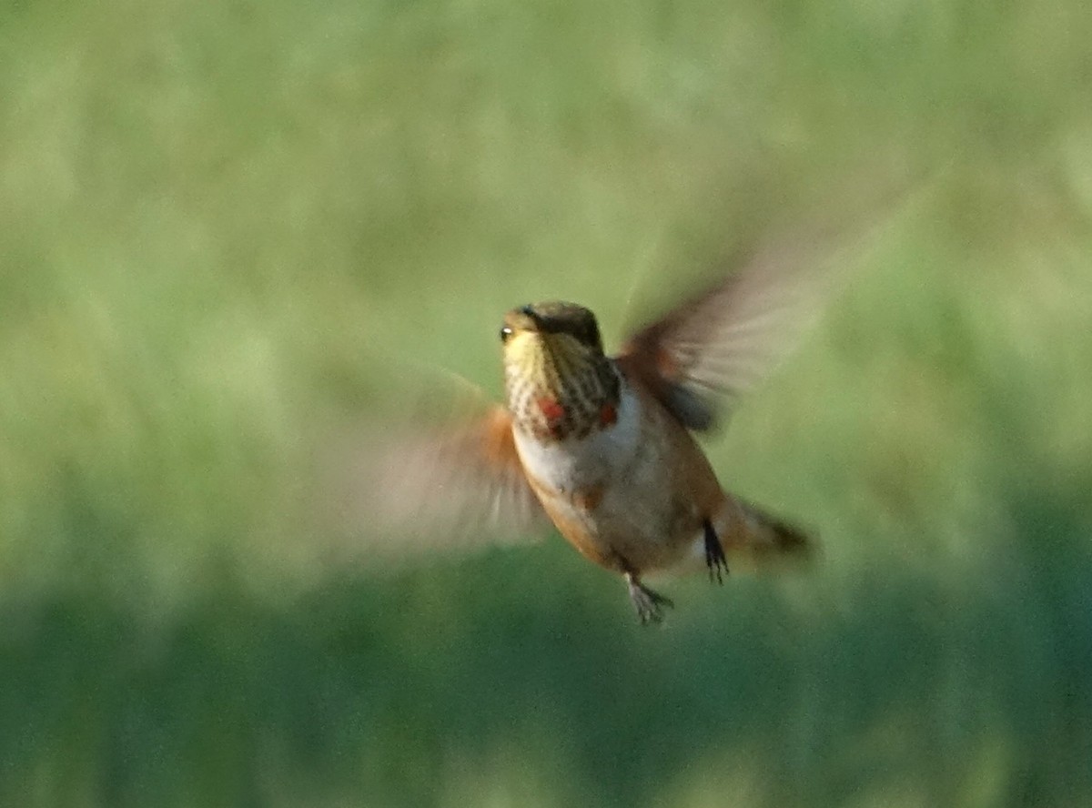 Rufous Hummingbird - Doug Swartz
