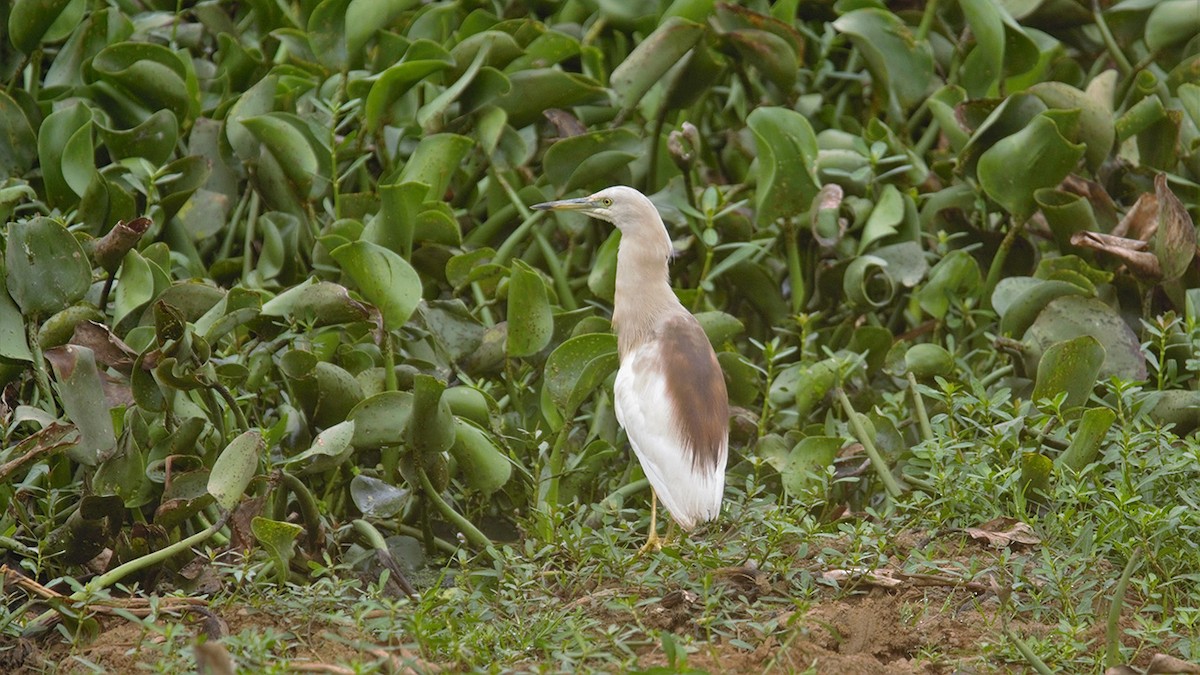Indian Pond-Heron - Prem Prakash Garg