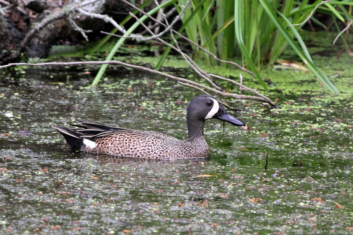 Blue-winged Teal - ML111050331