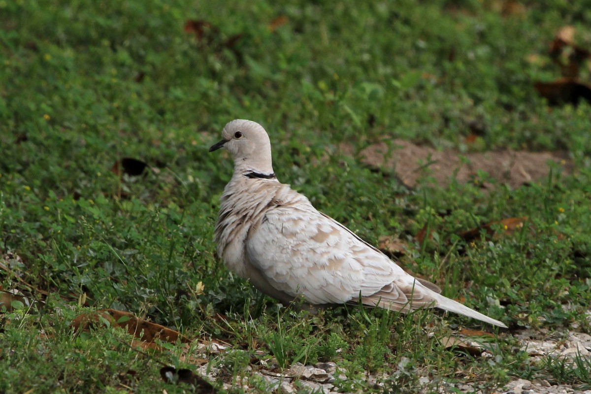 Eurasian Collared-Dove - Stephen Gast