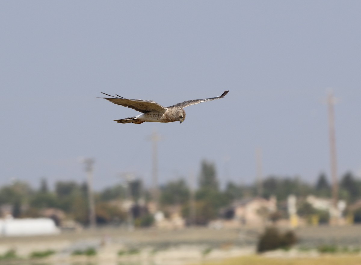 Northern Harrier - Pair of Wing-Nuts