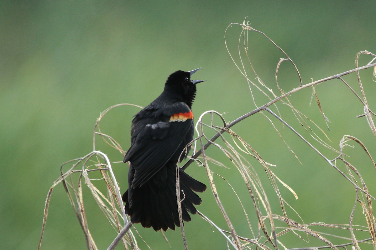 Red-winged Blackbird - Stephen Gast