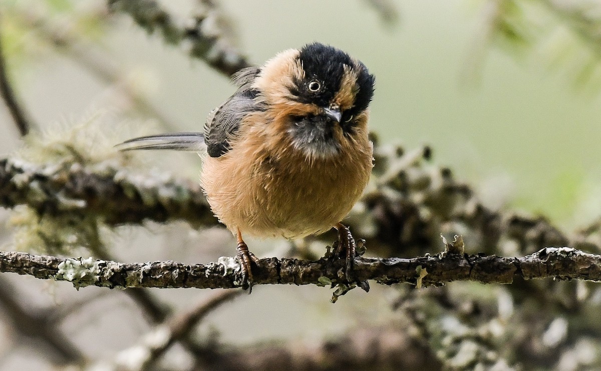 Black-browed Tit (Rufous-fronted) - ML111053711