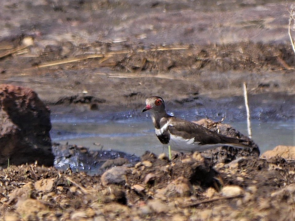 Forbes's Plover - GIE NIOKOLO