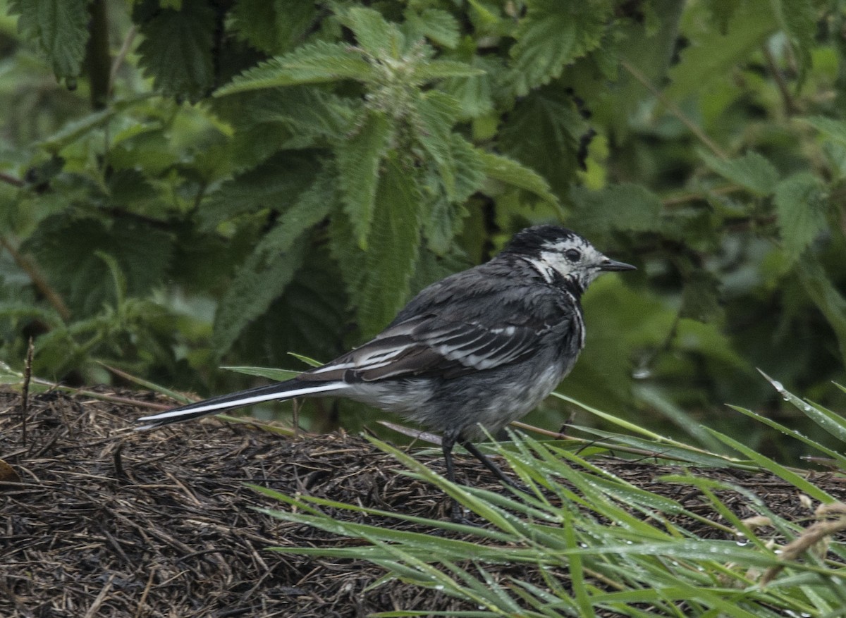 White Wagtail - Anthony Tuck