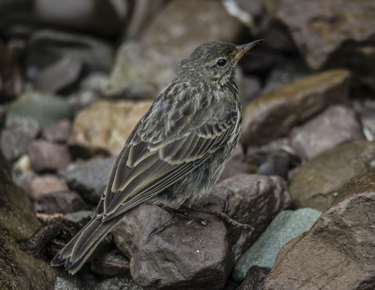 Rock Pipit - Anthony Tuck