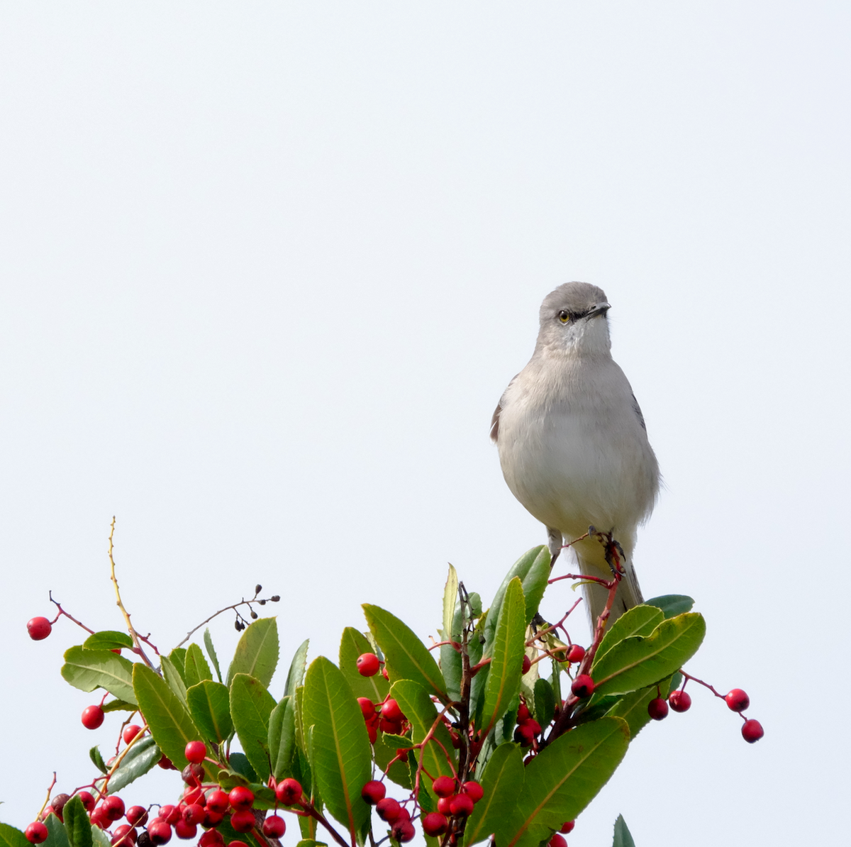 Northern Mockingbird - Pilaspan Lertpunyaroj