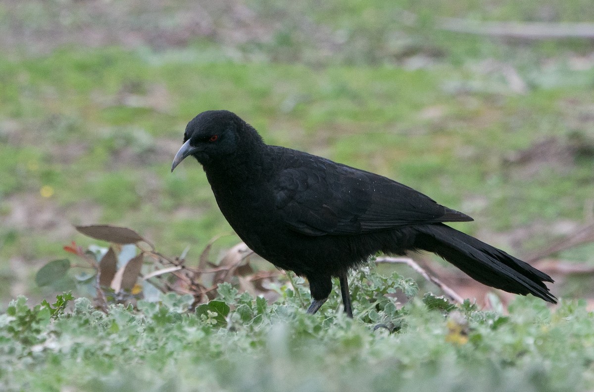 White-winged Chough - Sonja Ross