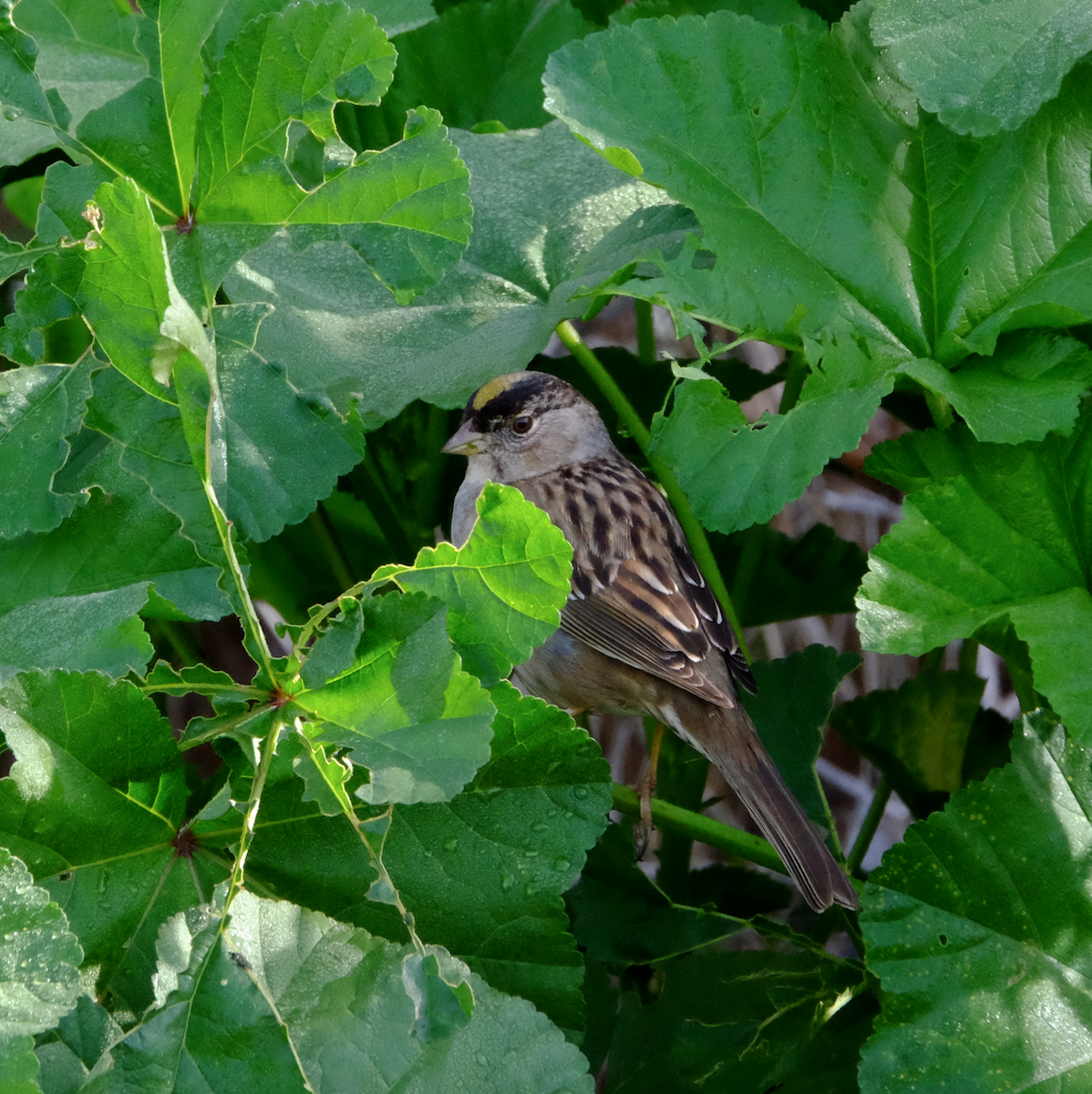 Golden-crowned Sparrow - Pilaspan Lertpunyaroj