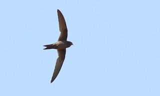  - Mottled Swift