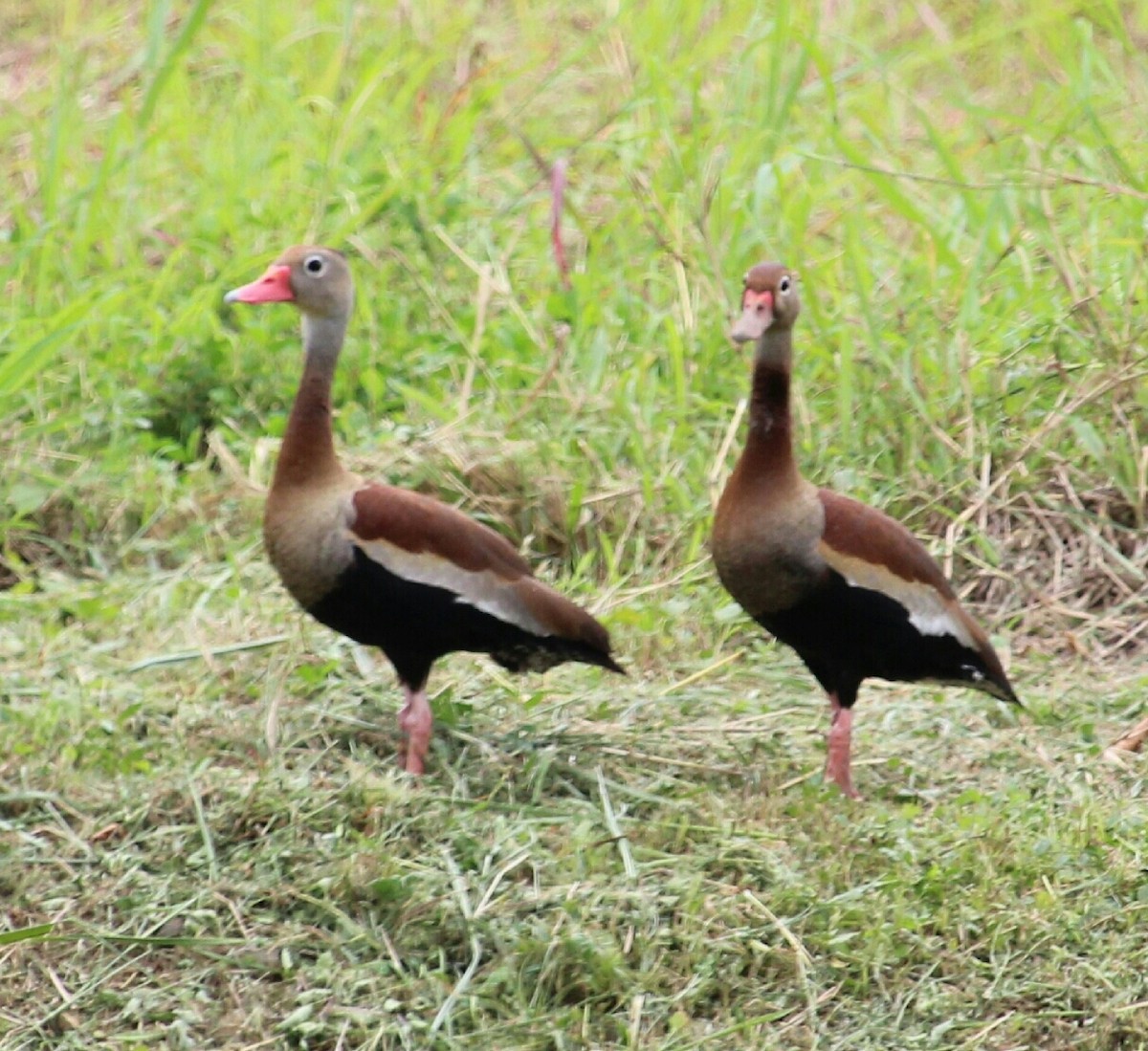Black-bellied Whistling-Duck (autumnalis) - ML111056721