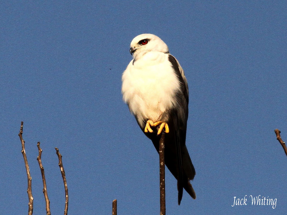 Black-shouldered Kite - Jack Whiting