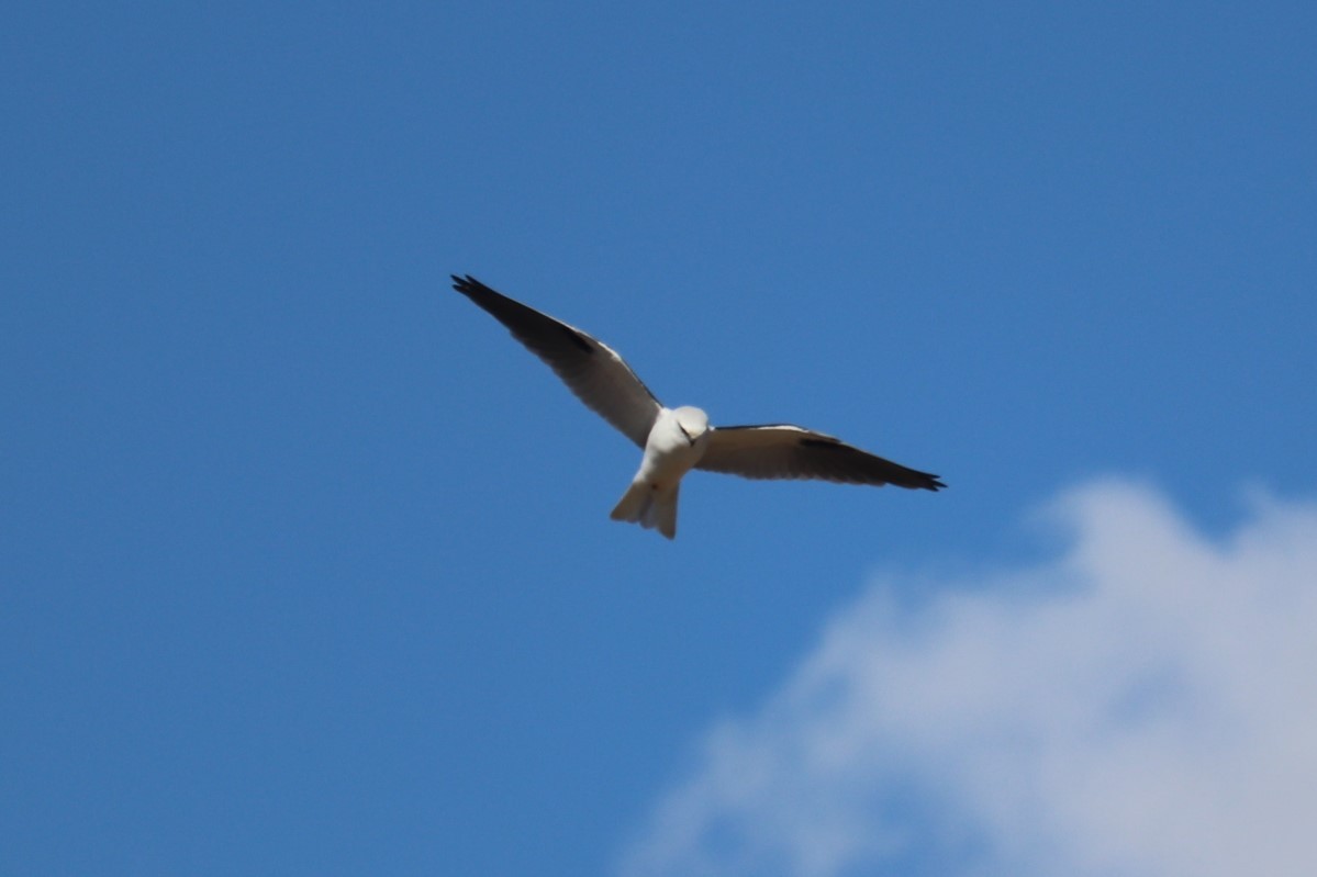 Black-shouldered Kite - Brian Grinter