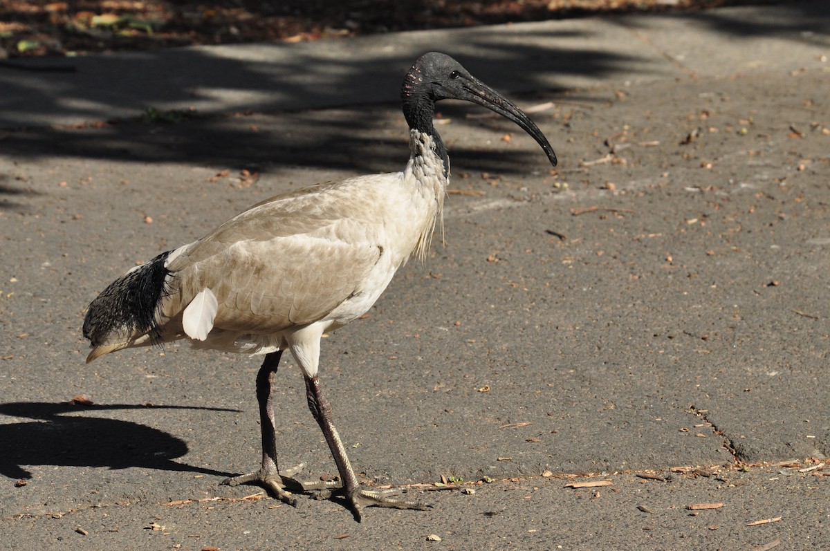 ibis australský - ML111058391