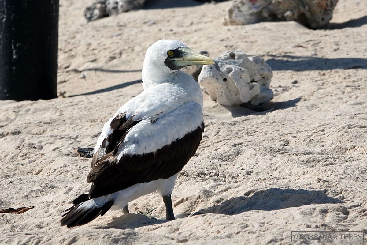 Masked Booby - ML111059961