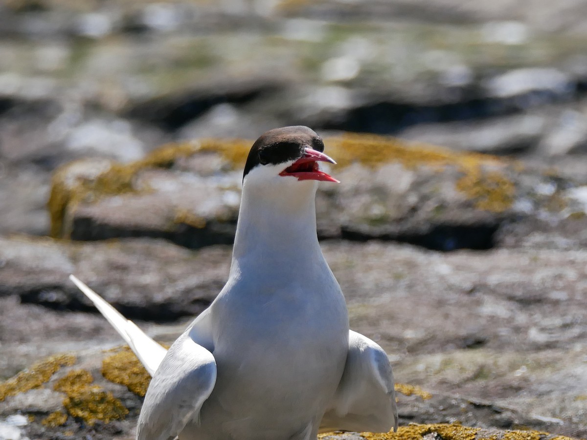 Arctic Tern - ML111060201