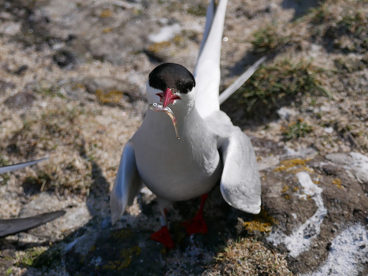 Arctic Tern - ML111060271