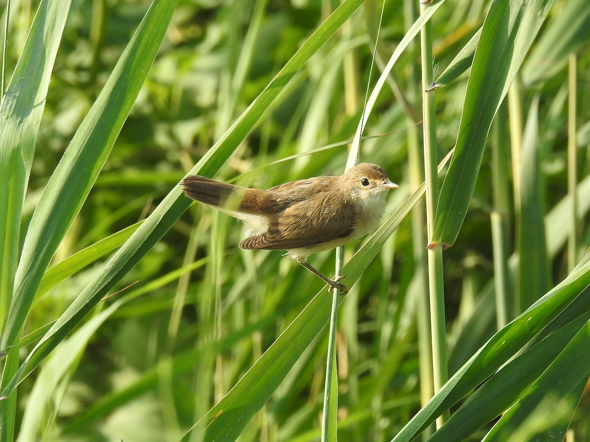 Common Reed Warbler - Eugenio Collado