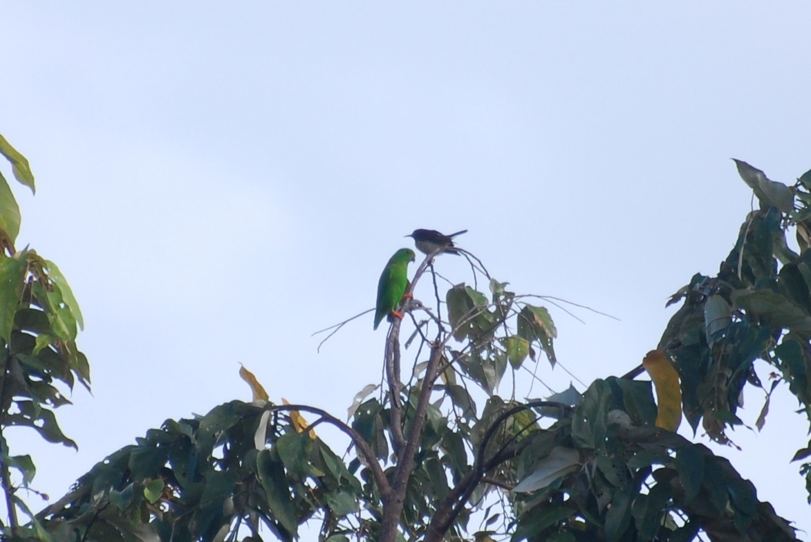 Sulawesi Hanging-Parrot - ML111060951