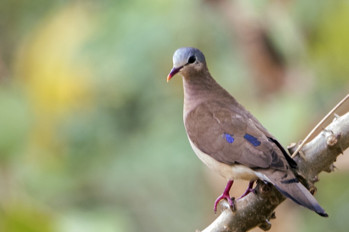 Blue-spotted Wood-Dove - ML111067181