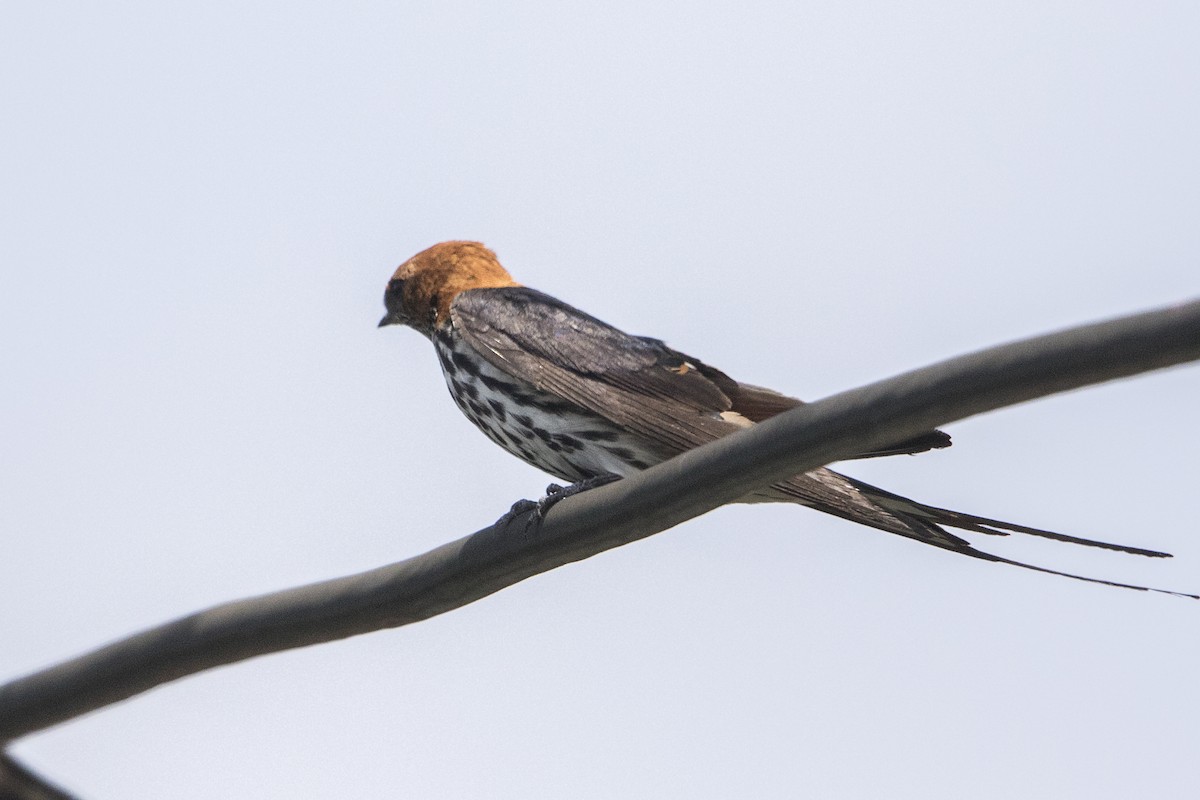 Lesser Striped Swallow - ML111067411