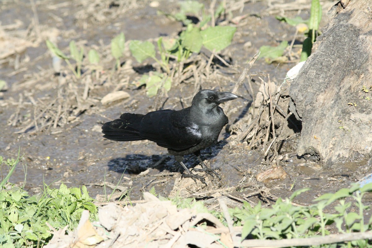 Large-billed Crow - PANKAJ GUPTA
