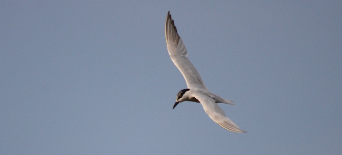 Gull-billed Tern - John Mark Simmons